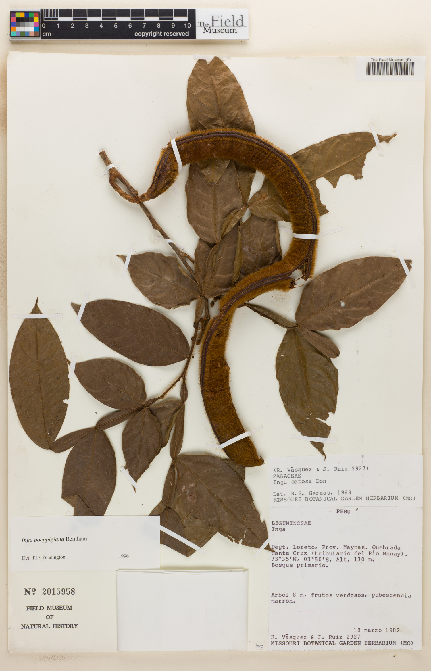 Inga poeppigiana (Poeppig inga) — photo