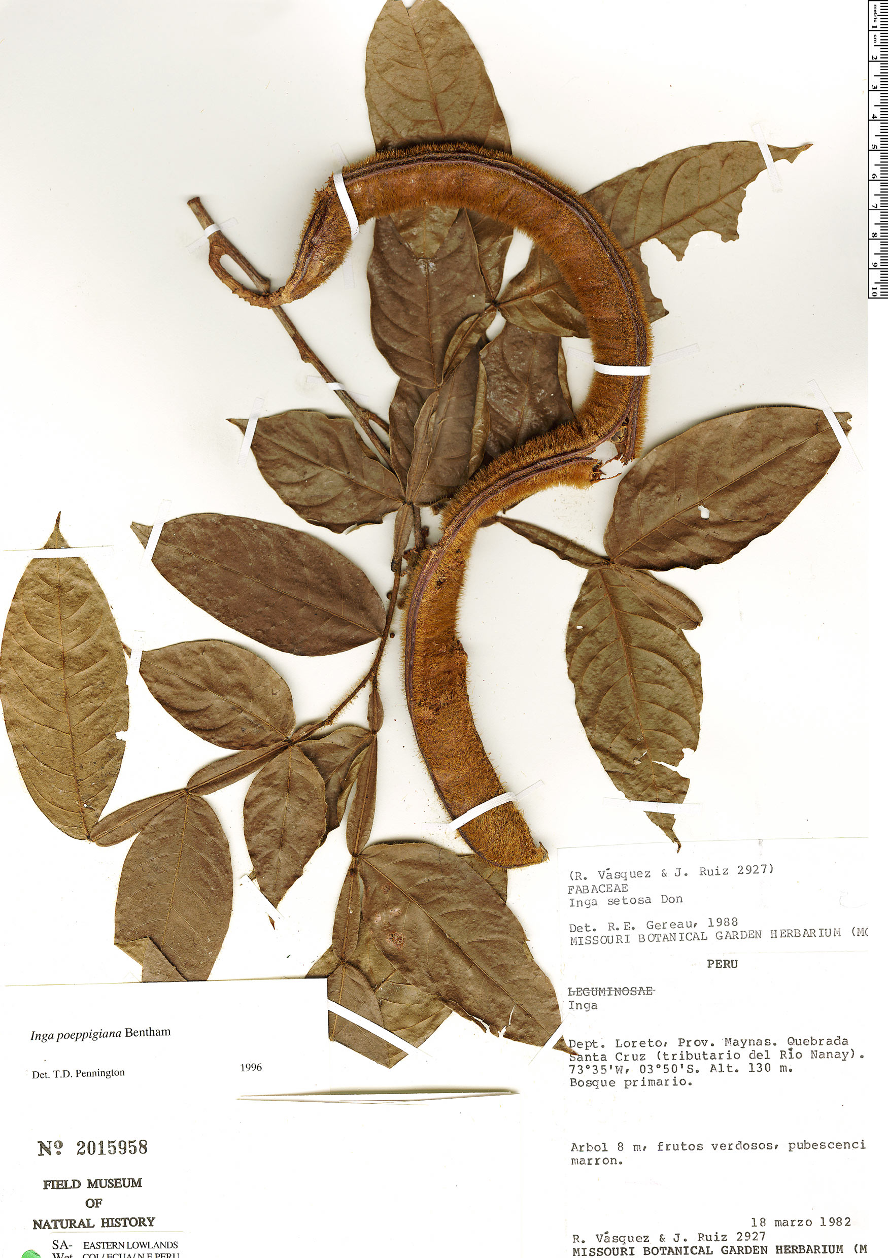 Inga poeppigiana (Poeppig inga) — photo