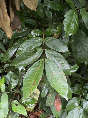 Inga quaternata — photo