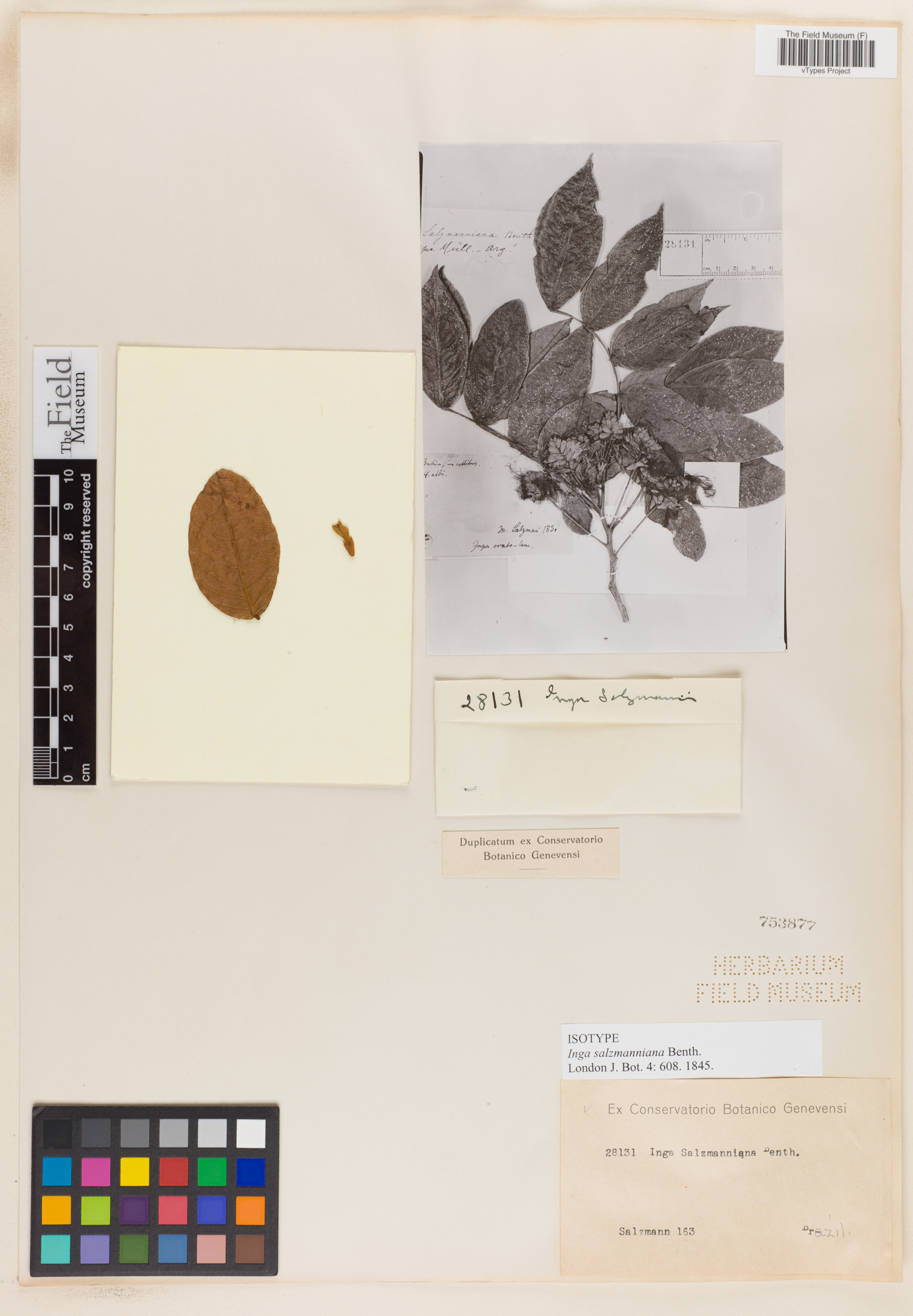 Inga salzmanniana — photo