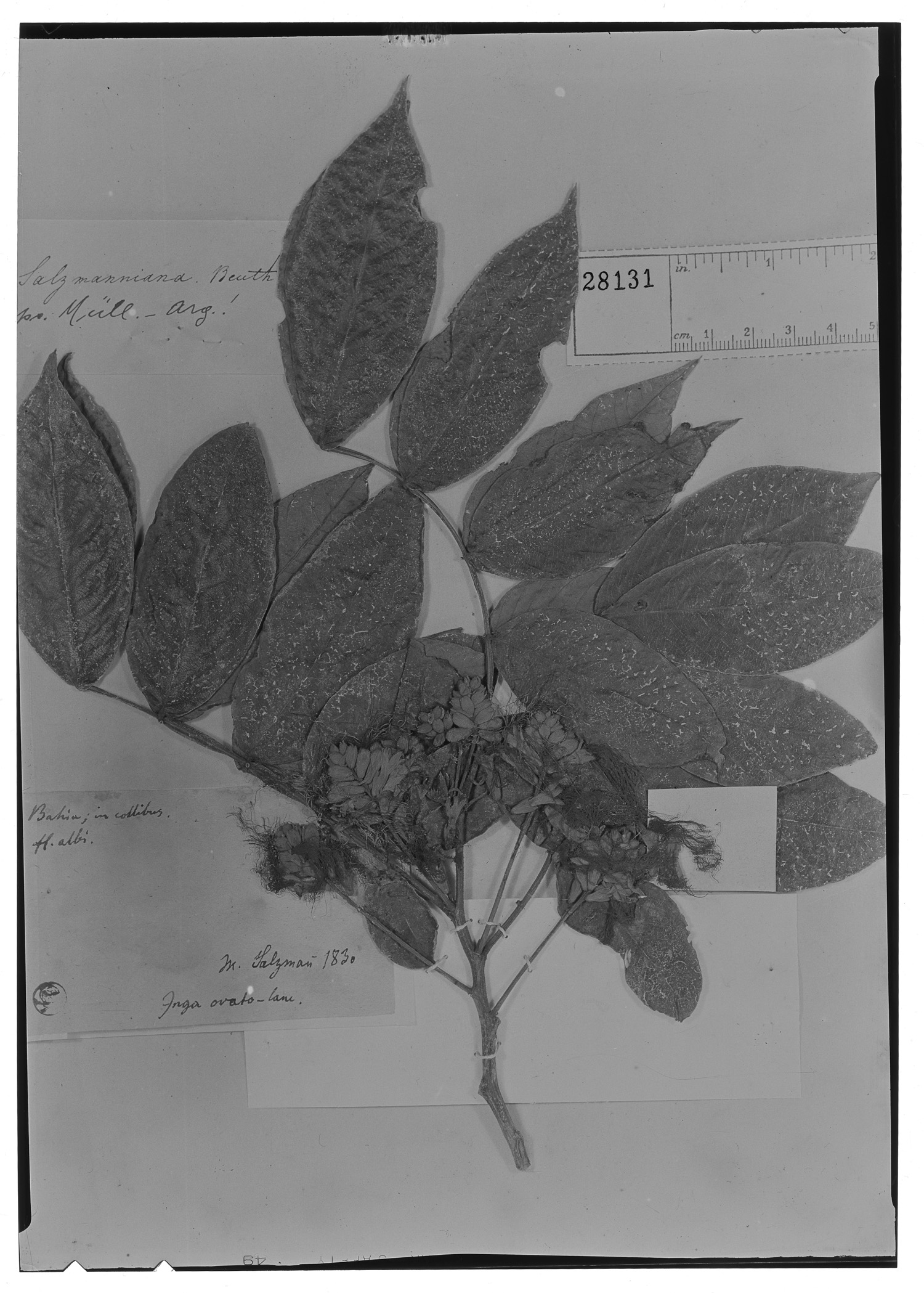 Inga salzmanniana