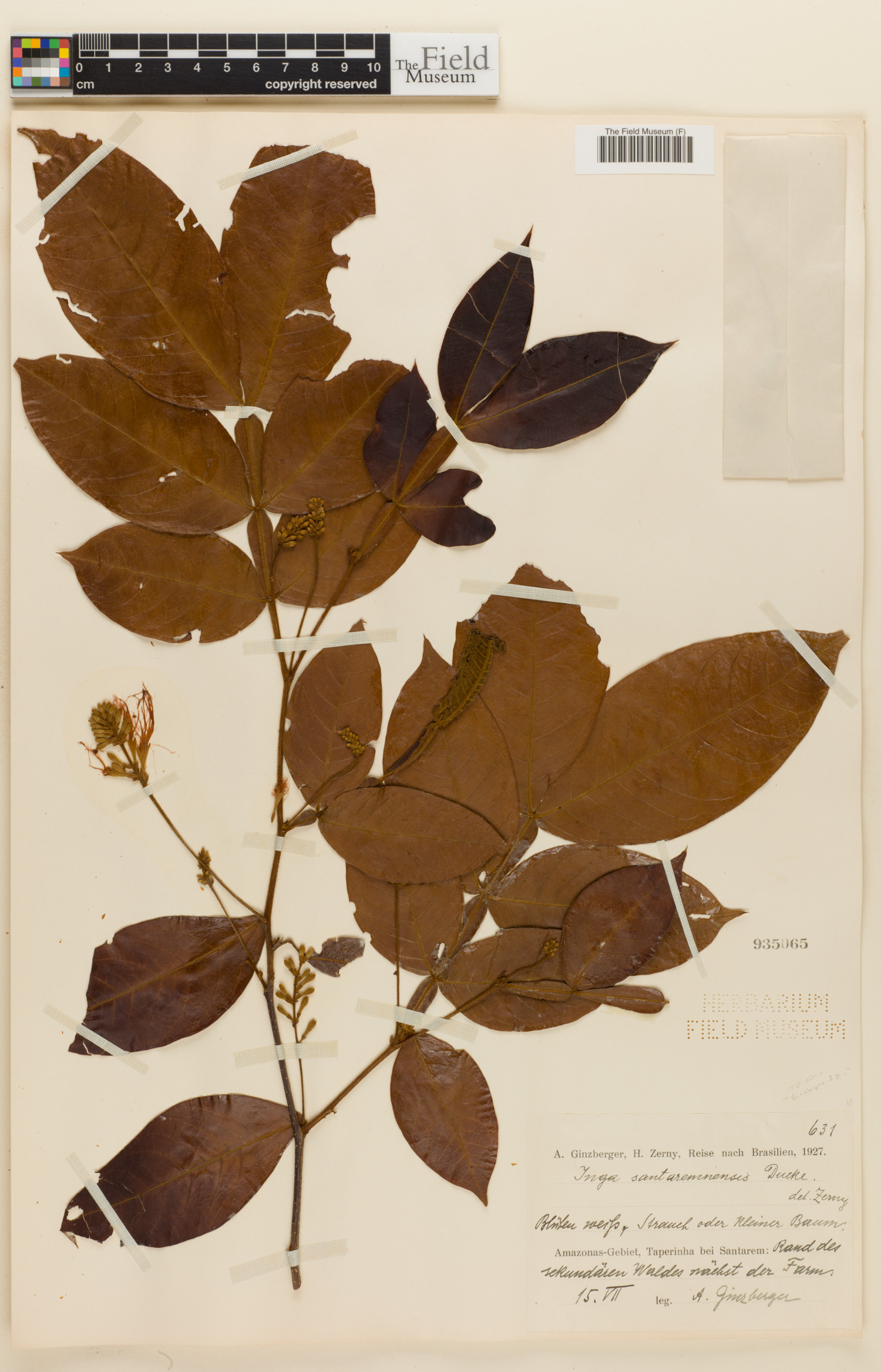 Inga santaremnensis — photo