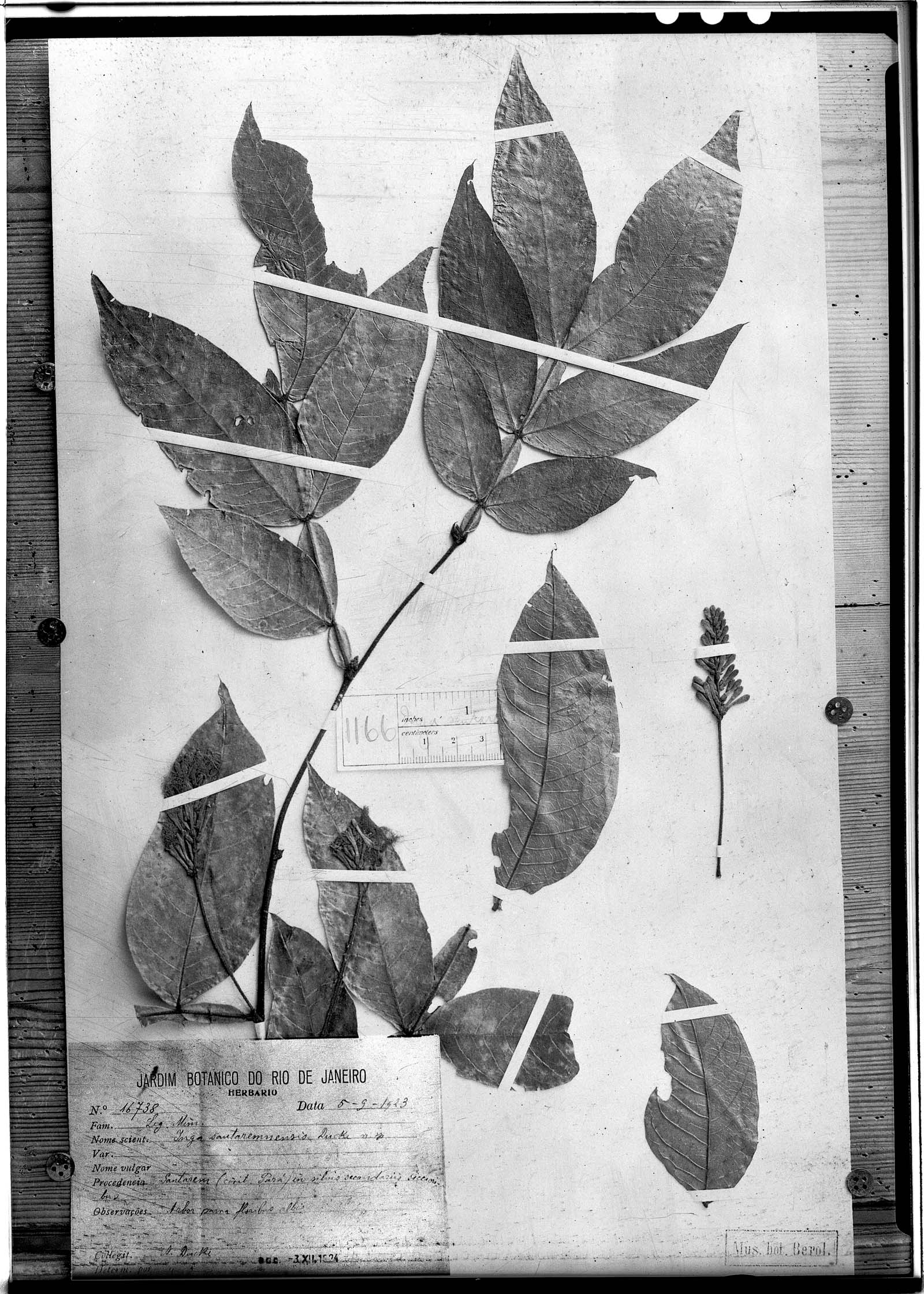 Inga santaremnensis — photo