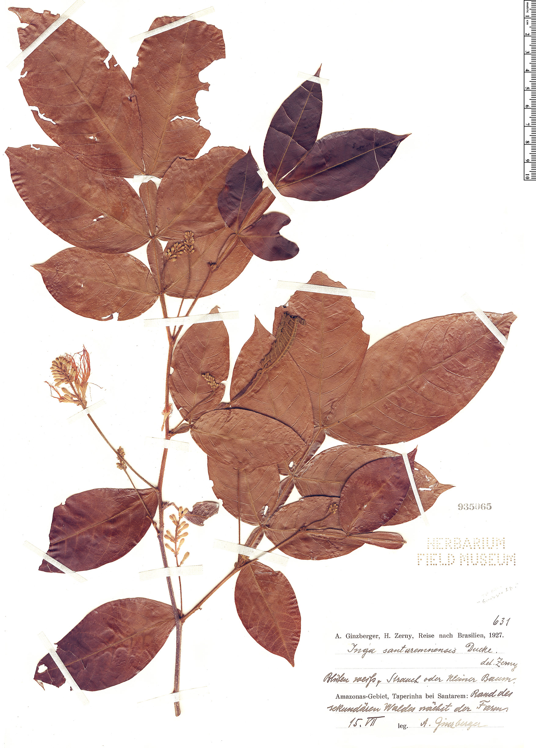 Inga santaremnensis