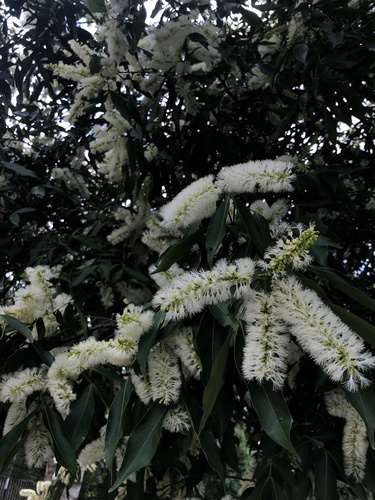 Inga semialata — photo