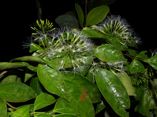 Inga sertulifera — photo