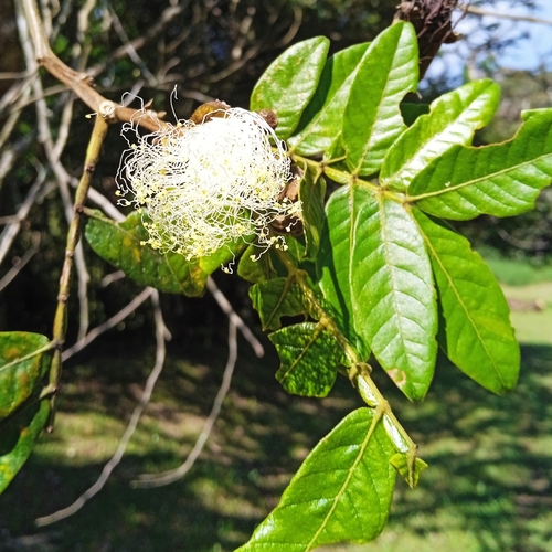 Inga sessilis (Inga) — photo
