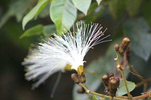 Inga sessilis (Inga) — photo