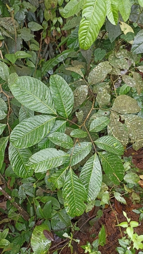 Inga silanchensis