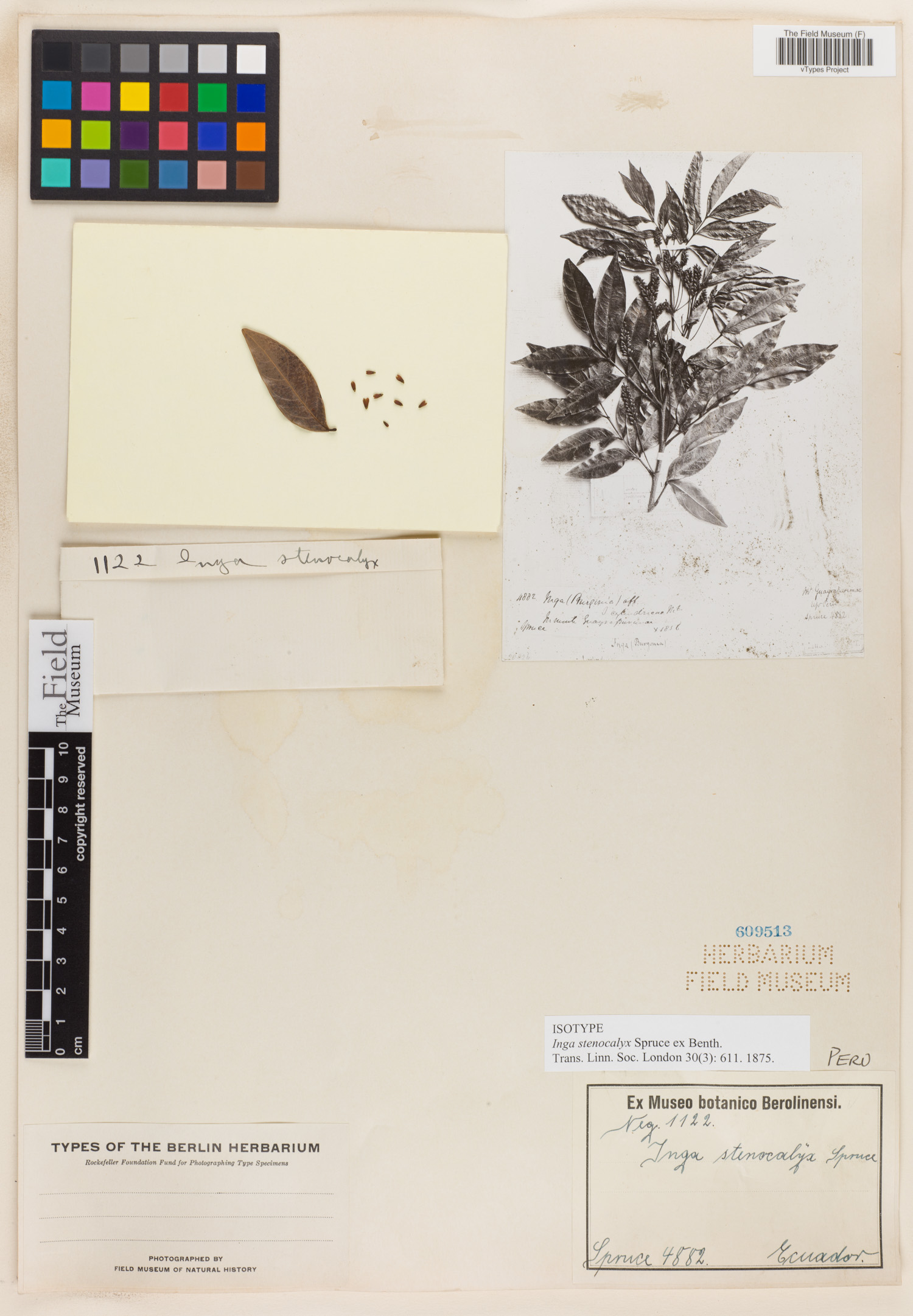 Inga stenocalyx (Narrowcalyx inga) — photo