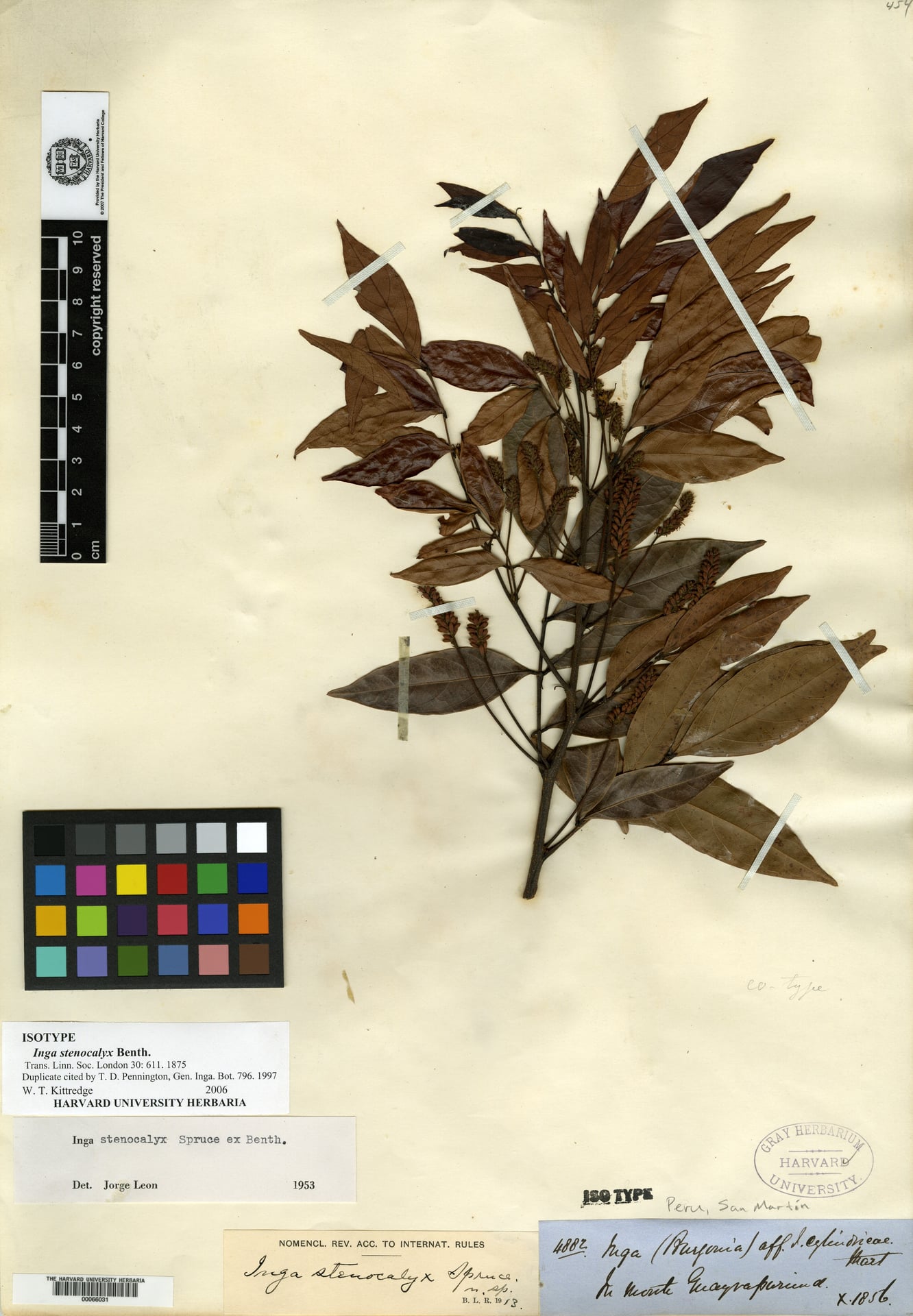 Inga stenocalyx (Narrowcalyx inga) — photo