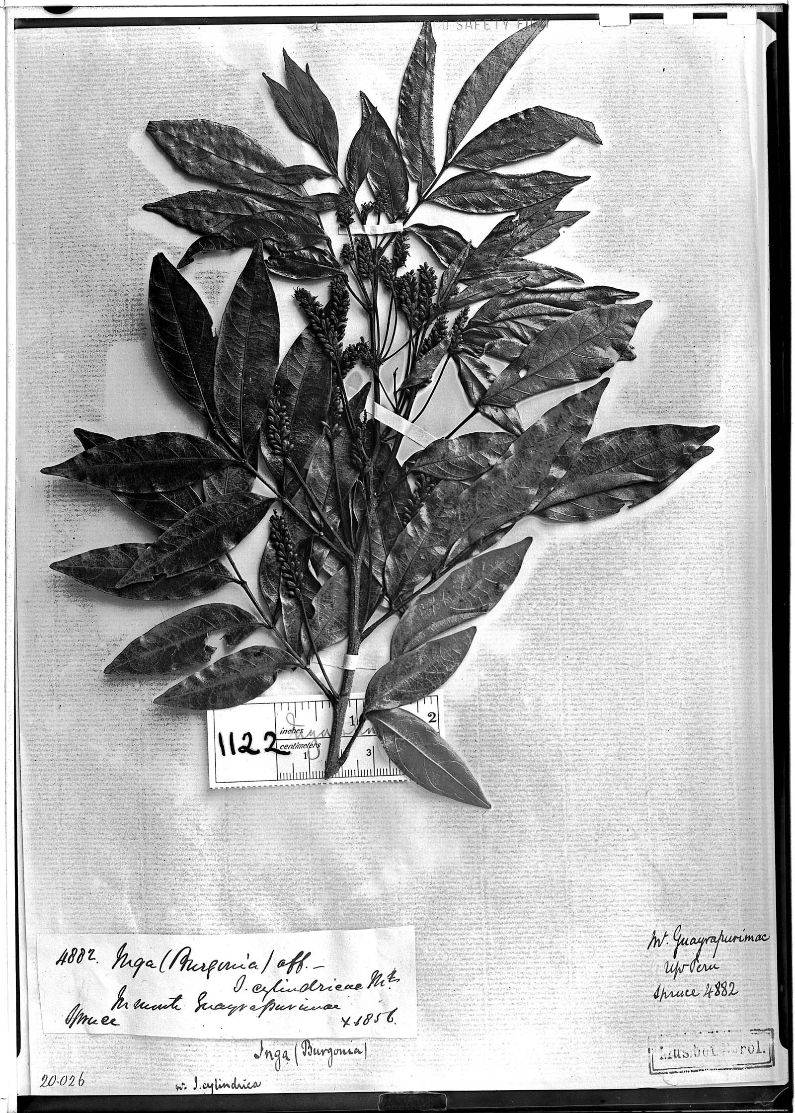 Inga stenocalyx