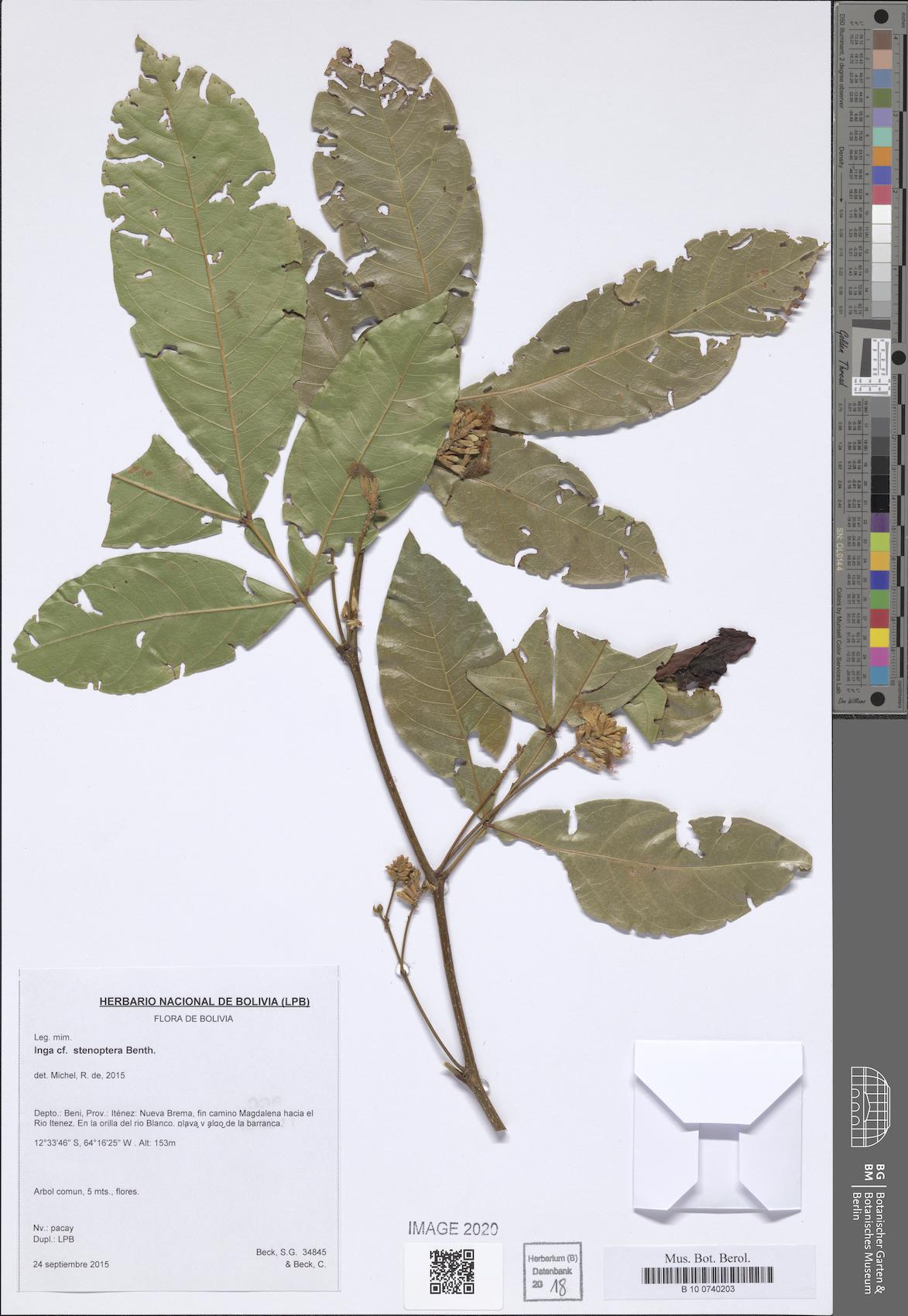 Inga stenoptera