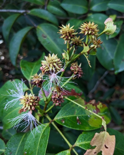 Inga stipularis (Guamita inga) — photo