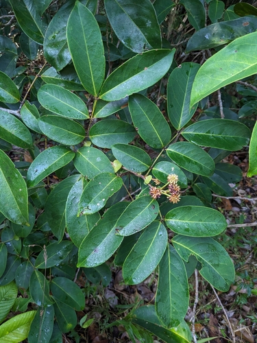 Inga stipularis (Guamita inga) — photo