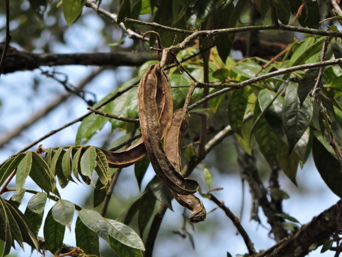 Inga striata