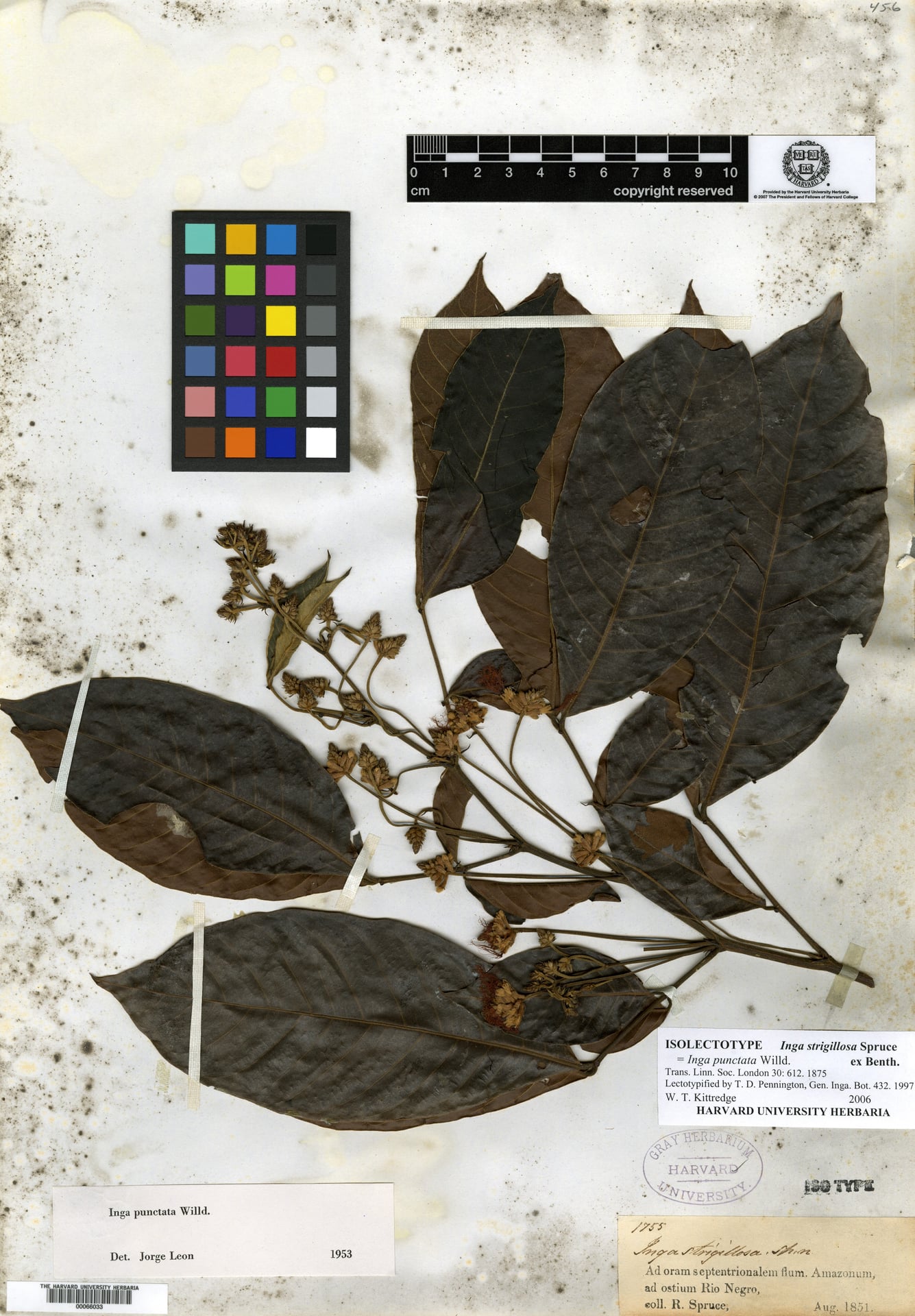 Inga strigillosa