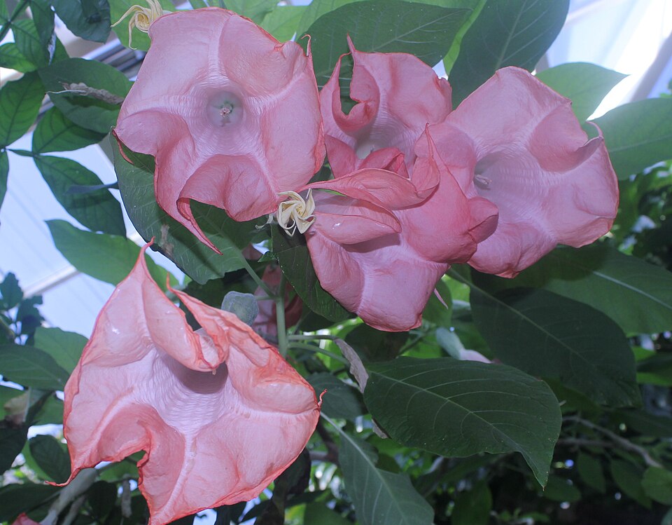 Inga suaveolens (Sweetscented inga) — photo