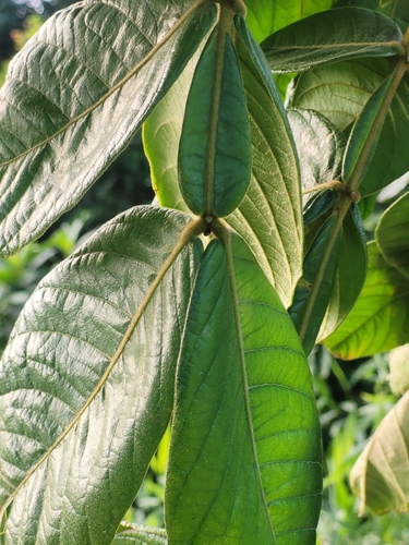 Inga subnuda subsp. luschnathiana — photo