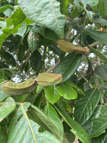 Inga subnuda subsp. luschnathiana
