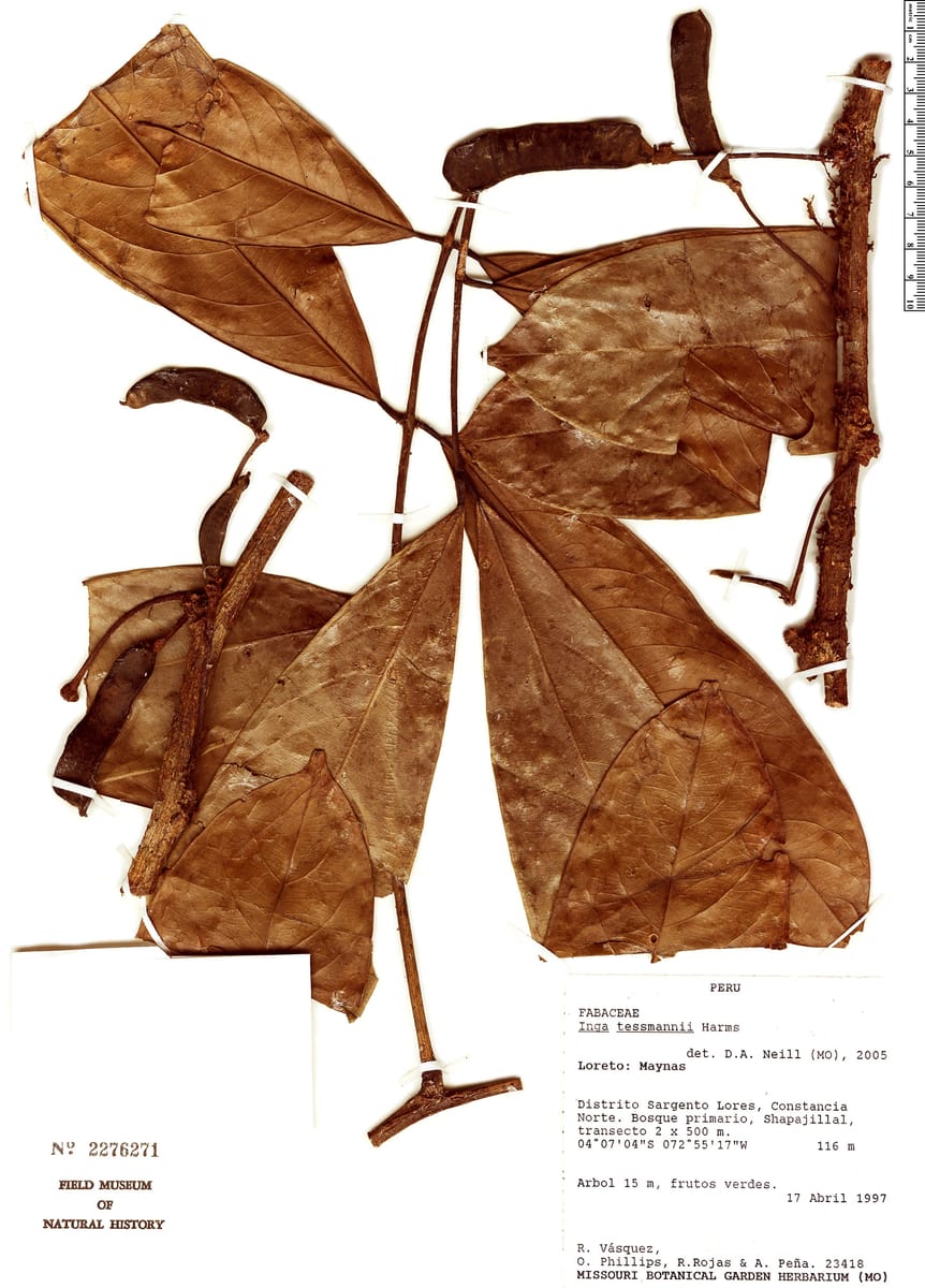 Inga tessmannii — photo