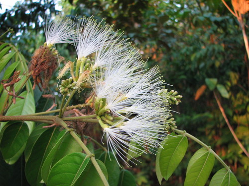 Inga thibaudiana