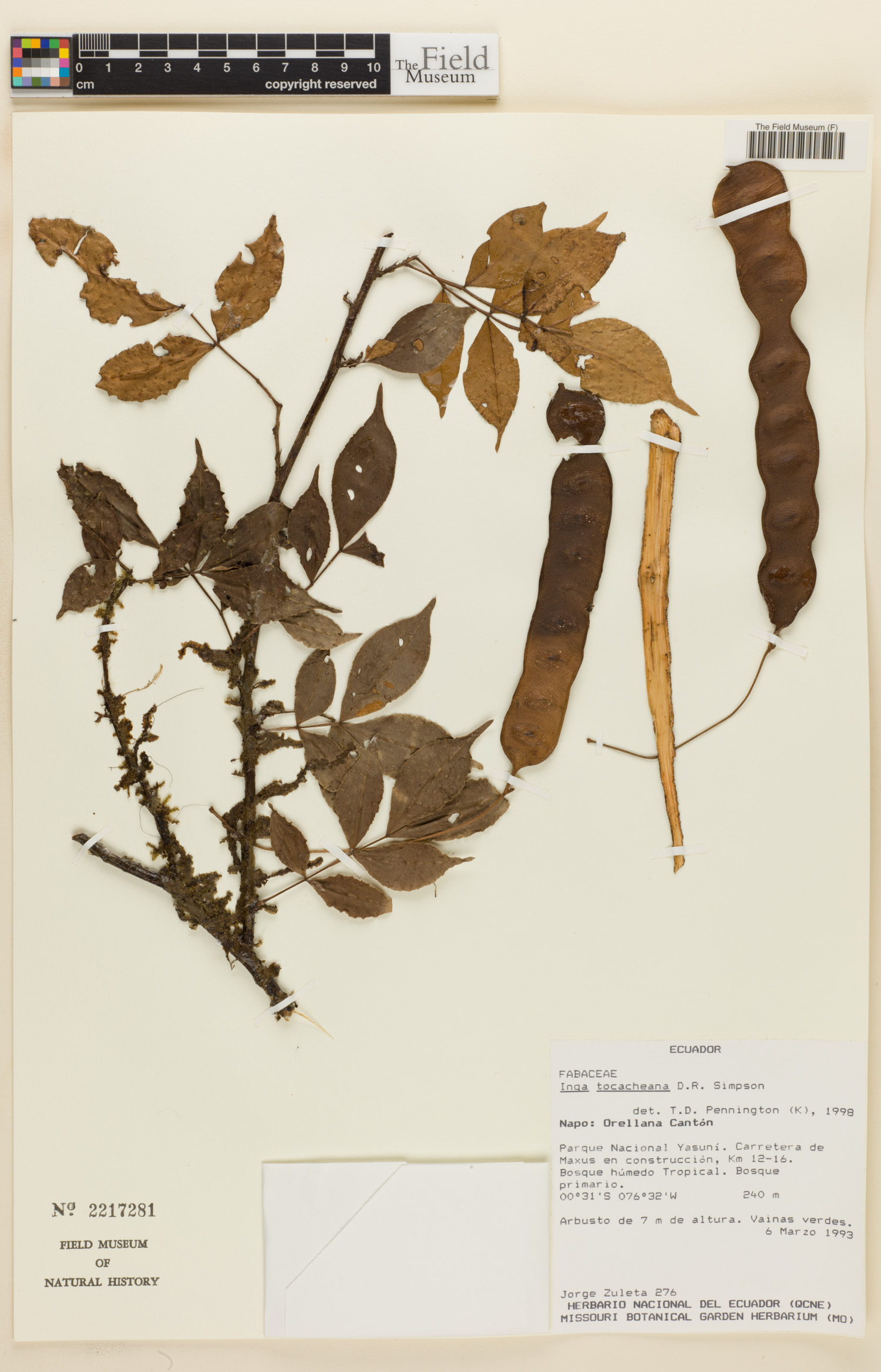 Inga tocacheana