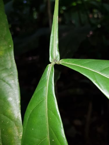 Inga umbellifera (Umbellate inga) — photo