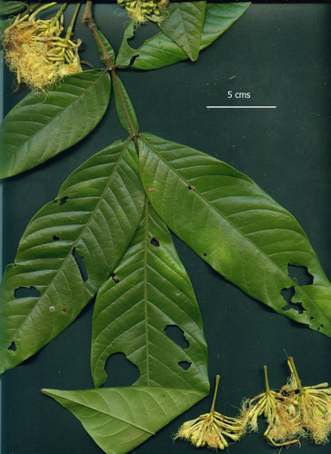 Inga venusta