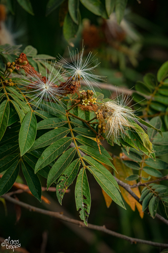 Inga vera subsp. eriocarpa — photo