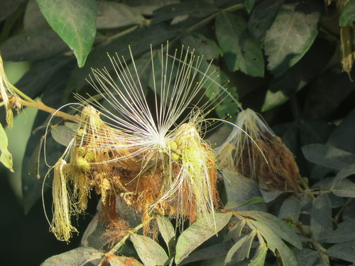 Inga vera subsp. eriocarpa — photo
