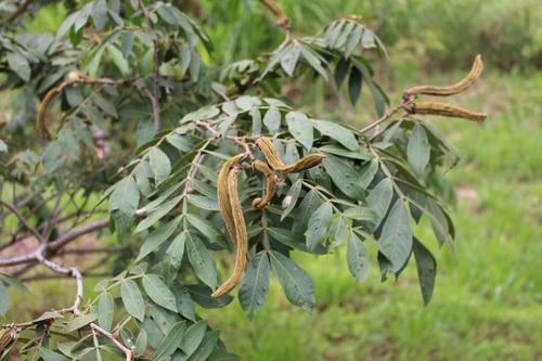Inga vera subsp. eriocarpa