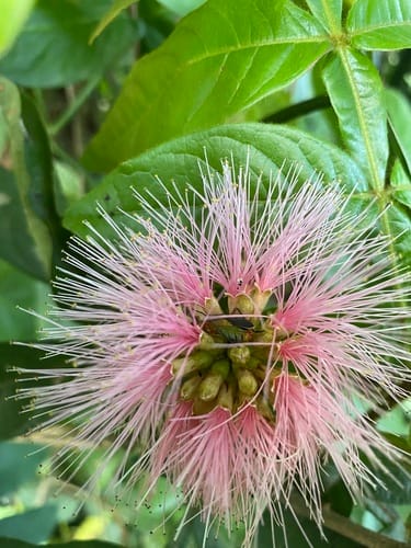 Inga vulpina (Pink flowered Inga) — photo