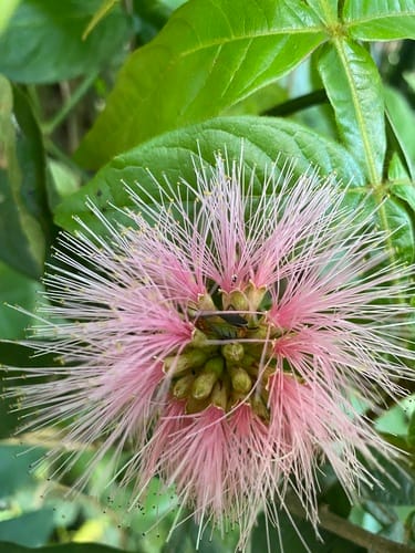 Inga vulpina (Pink flowered Inga) — photo