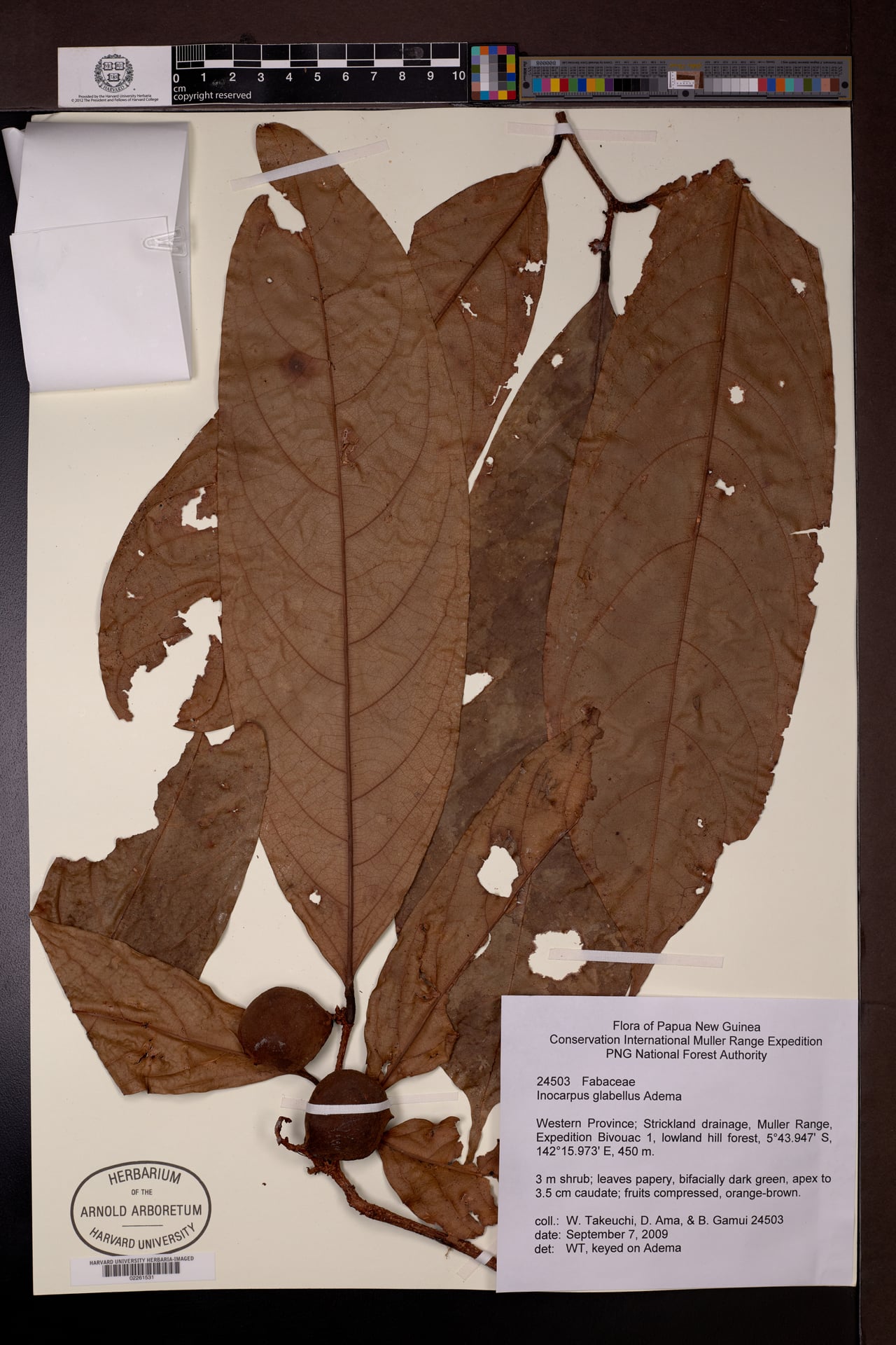Inocarpus glabellus