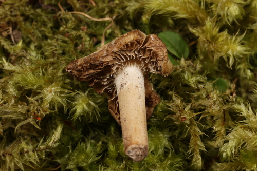 Inocybe squamata — photo