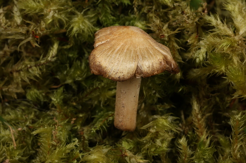 Inocybe squamata