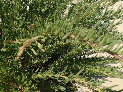 Inula crithmoides (Golden samphire) — photo