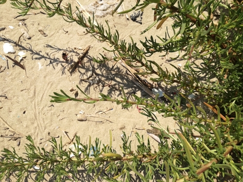Inula crithmoides (Golden samphire) — photo