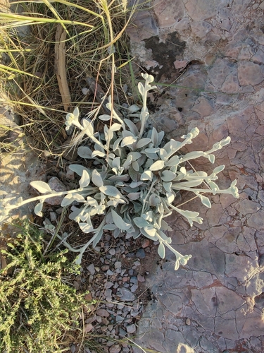 Inula heterolepis — photo