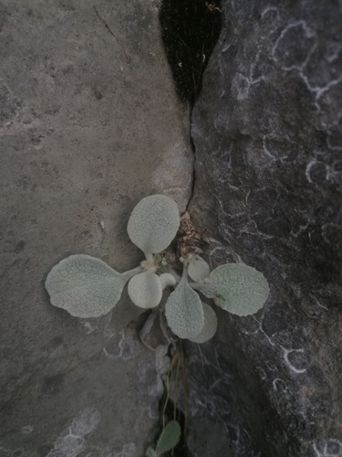 Inula heterolepis — photo