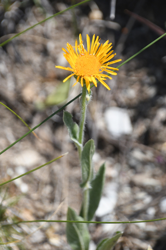 Inula oculus-christi — photo