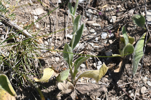 Inula oculus-christi — photo