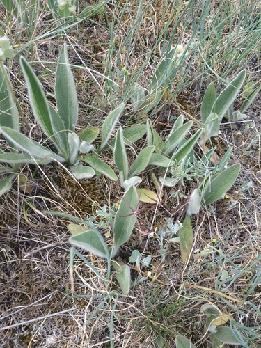 Inula oculus-christi