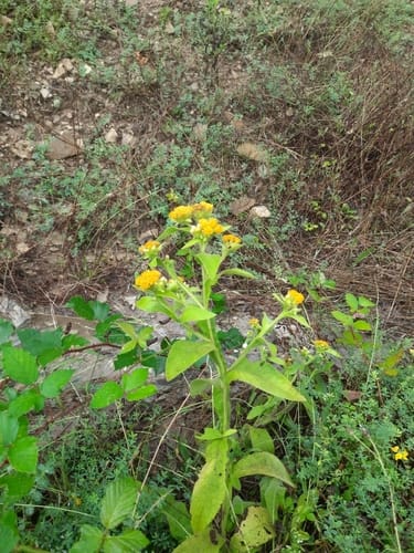 Inula thapsoides — photo