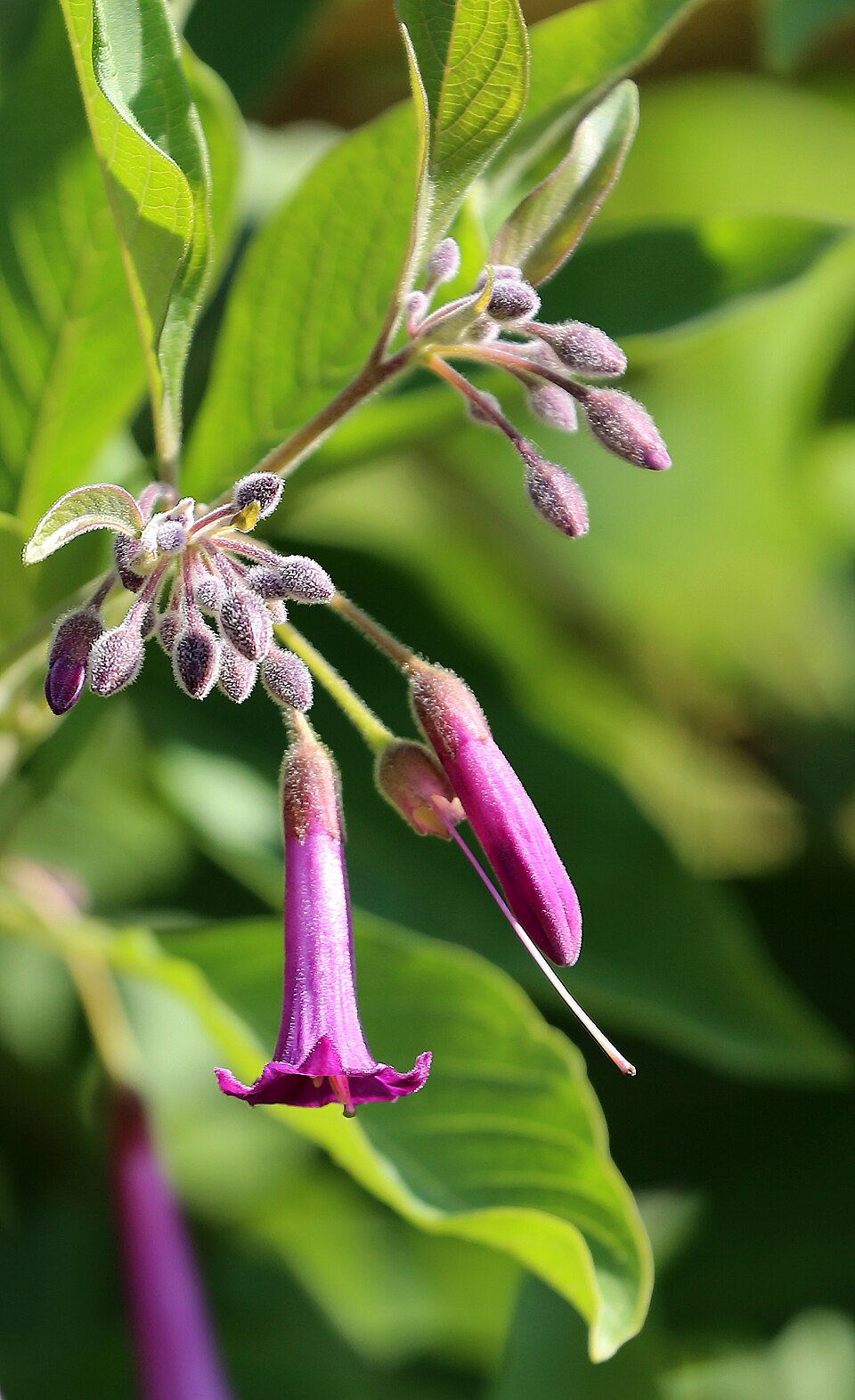Iochroma sp. — photo