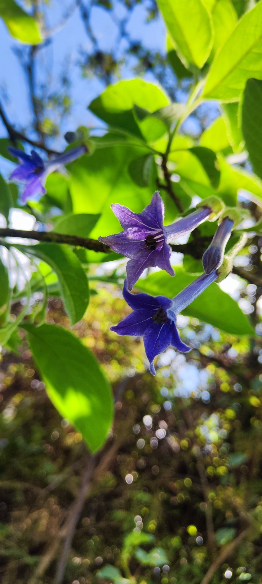 Iochroma sp.