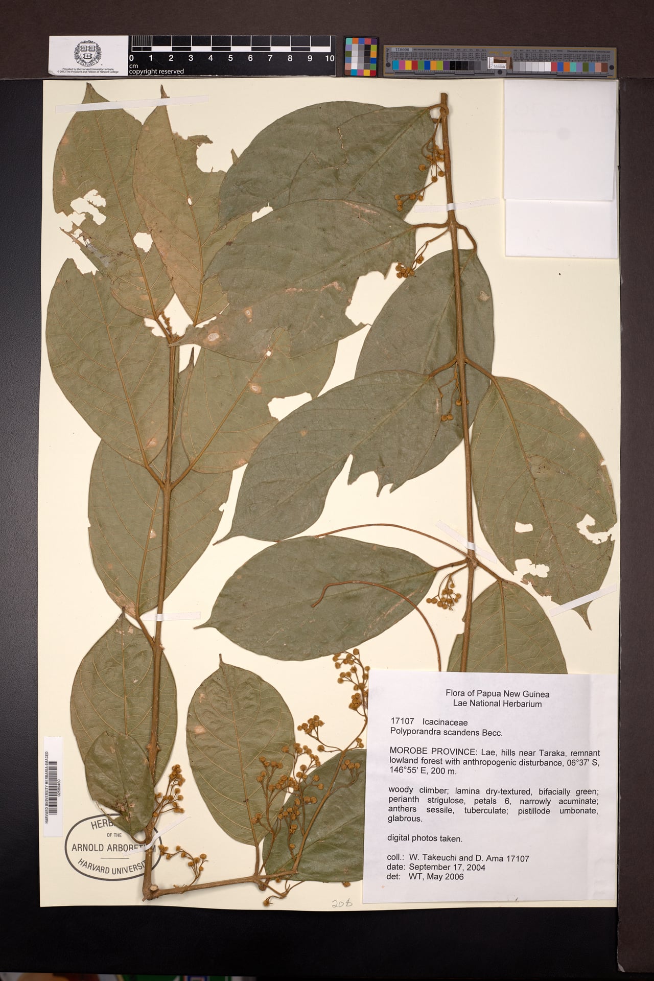Iodes scandens
