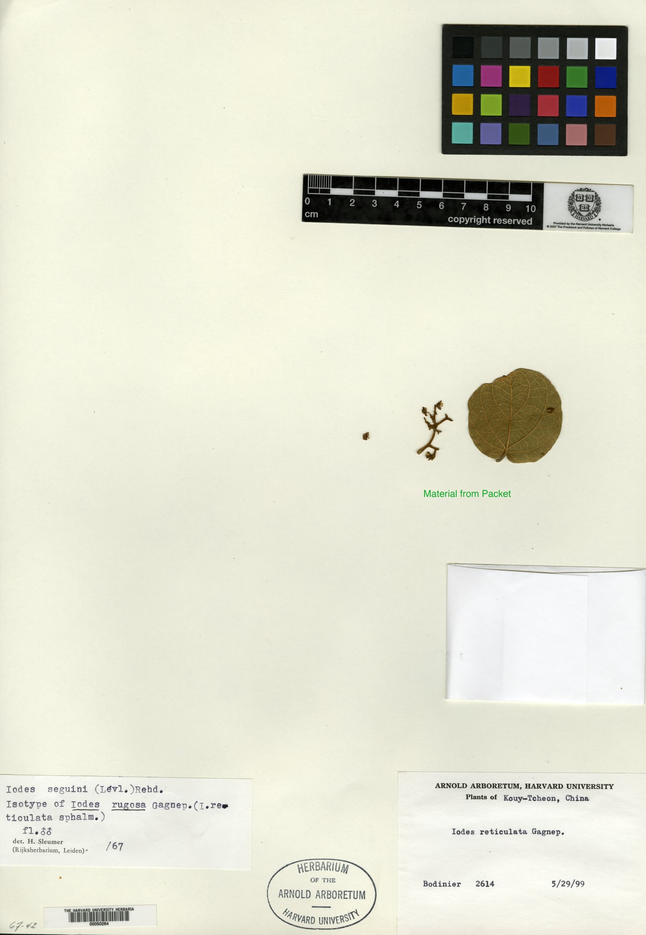 Iodes seguinii (Liu zhi wei hua teng) — photo