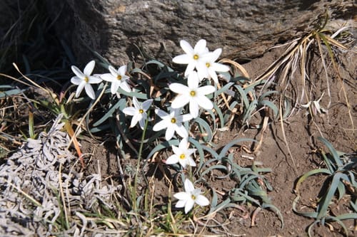 Ipheion uniflorum — photo